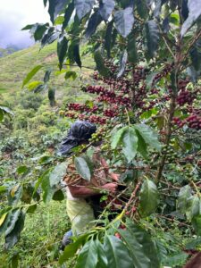 Caficultor cosechando café en el Carmen de Viboral